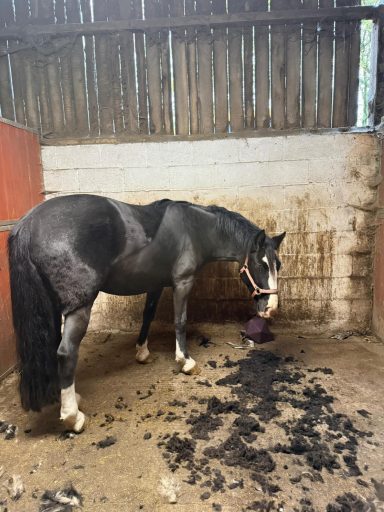 Bally with a trace and legs off 