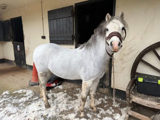 Lenny with his hunter clip 