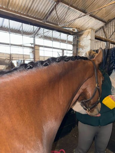 Plaited up ready for a HOYS qualifier! 